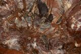 Unusual Petrified Wood Slab From Madagascar - Rare! #318408-1